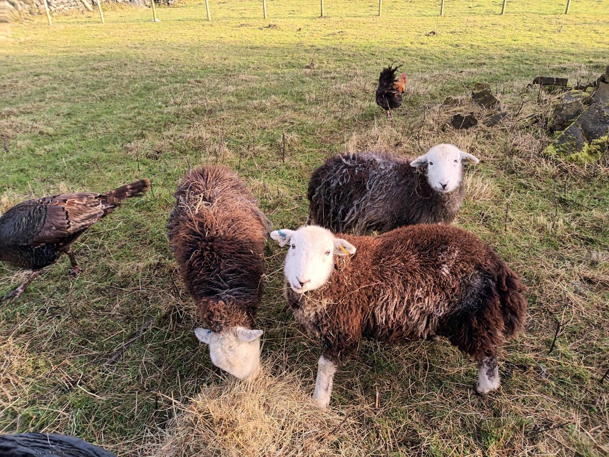 Stones Cottage Farm, Nr Haworth, Family Friendly, Work Friendly, Gaming Barn, Crafting, Free Wifi, Free Parking, Ev Point Oxenhope Zewnętrze zdjęcie
